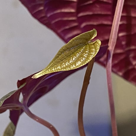 Dioscorea dodecaneura (discolor) from Ecuador