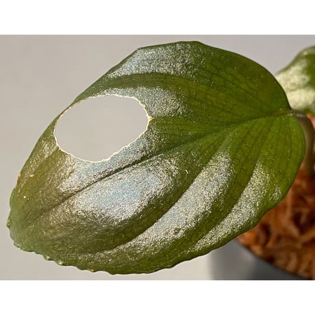 Homalomena sp. "Black Velvet" from Kepulauan Riau [KN]