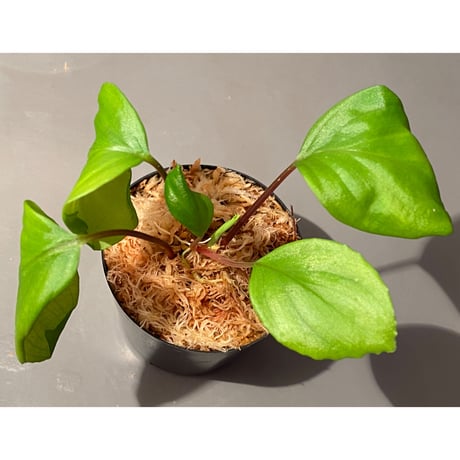 Homalomena sp. 赤A from Sepuluh Koto [TK061117-wf1] KZT
