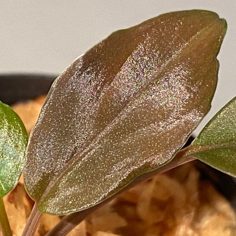 Homalomena sp. from Solok sumatera [LA0315-2]
