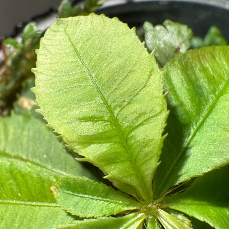 Sauvagesia serrata from Riau sumatera [LA1117-03]