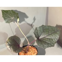 不明種 from Cao Bang VIETNAM [R1217-02]