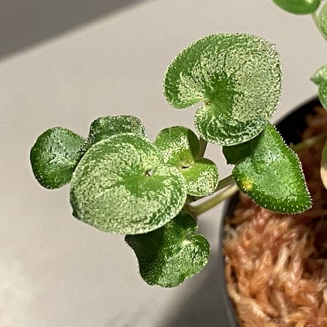 Geophila repens from Iquitos Peru [tanakay]