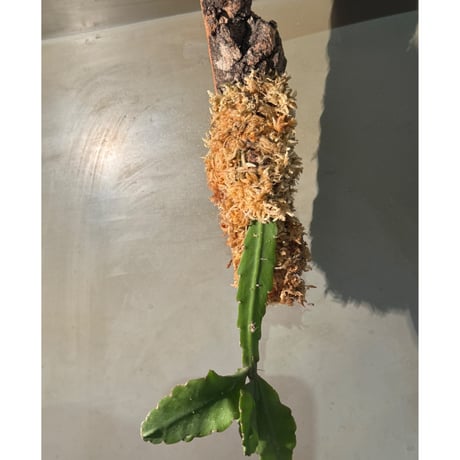 Rhipsalis elliptica from Southeast Brazil