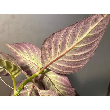 Gesneriaceae gen. from Kalimantan Barat