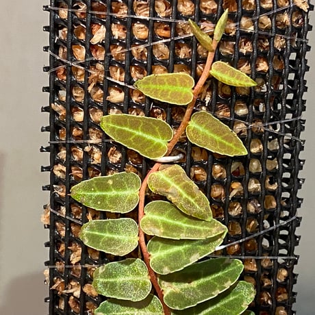 Marcgravia umbellata [Equaflor-A]