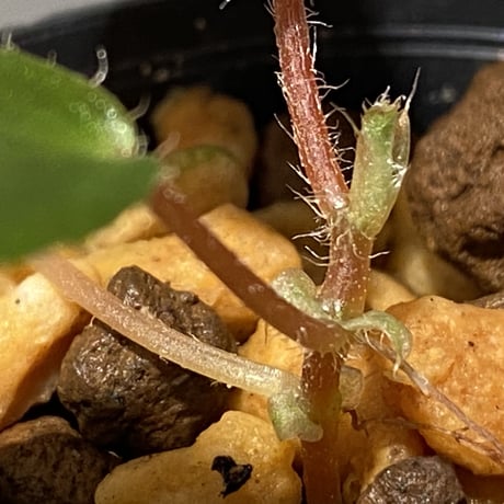 Begonia blancii