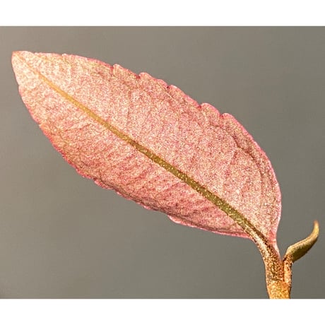 Labisia pumila from Solok sumatera [LA0414-02]