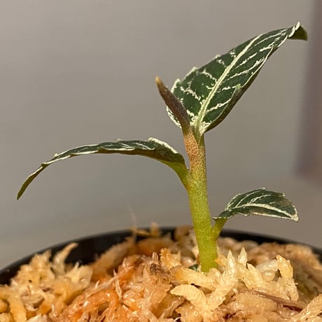 Ardisia sp. from Aceh Selatan [HW0816-03]