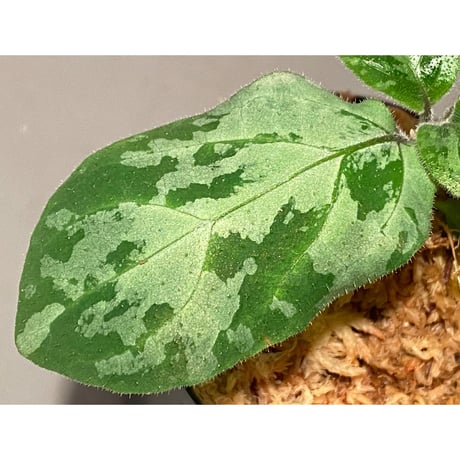 Gymnostachyum sp. f1 from Aceh sumatera [LA0816-1ss]