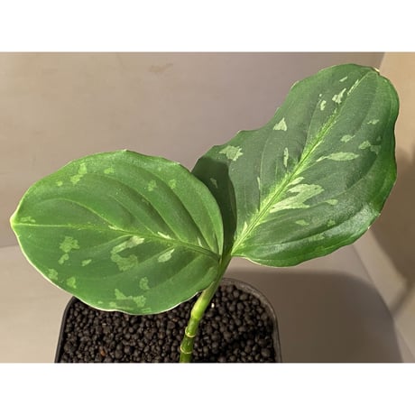 Aglaonema pictum CW1302 モザイク "Sumatra barat" [TB]