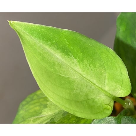 Aglaonema pictum "Eureka Mk-2" DFS from Sumatra barat [AZ0912-1] ②