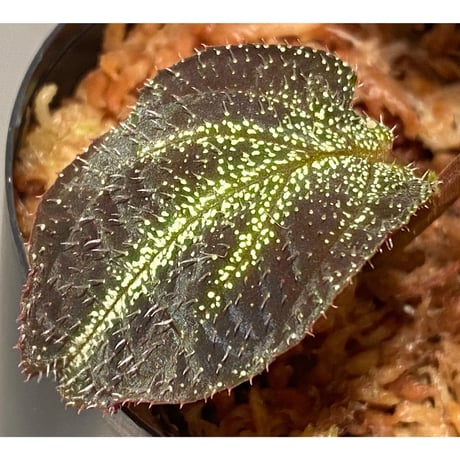Sonerila sp. from Phitsanulok