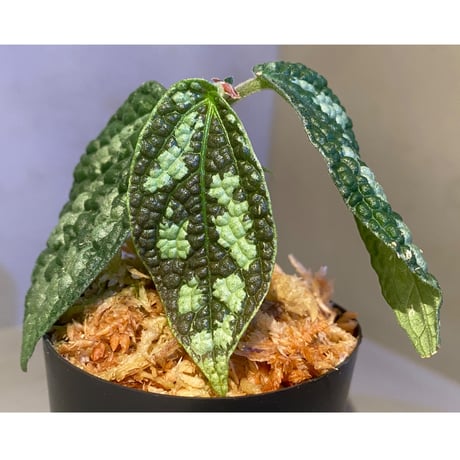 Elatostema sp. (Sri Lanka?)