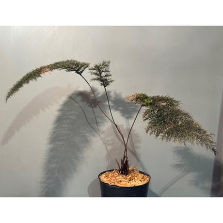 Pleurosoriopsis sp. (?) from Sulawesi