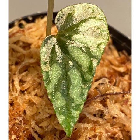 Begonia Variabilis [TK260915]