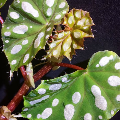Begonia sp. from Rahad Datu [TK081116-1]