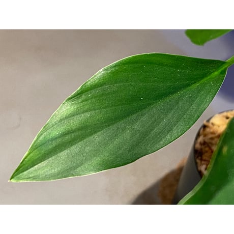 Homalomena sp. from Sekadau Selatan
