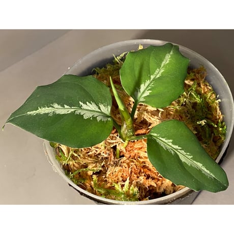Aglaonema pictum ぼっち株 EW1302 from Muara rabuh [TB]