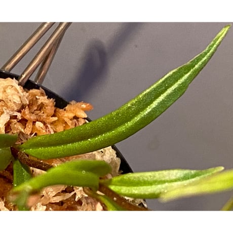 Medinilla sp. from Bukidnon 1.300m Mindanao Philippines