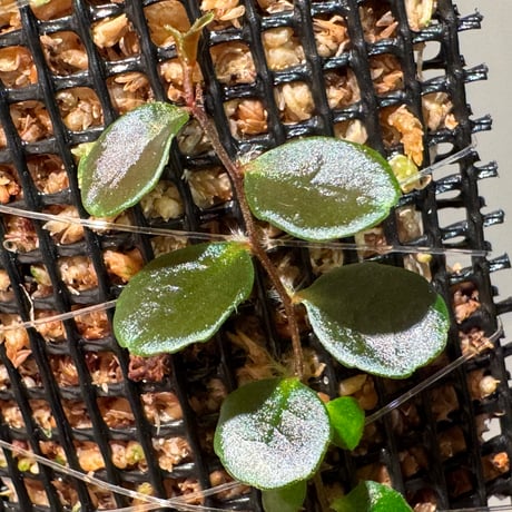 Marcgravia sp. "Azreal"