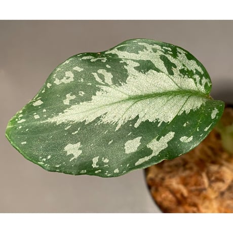 Schismatoglottis Rongisupata from West Kalimantan [KN]
