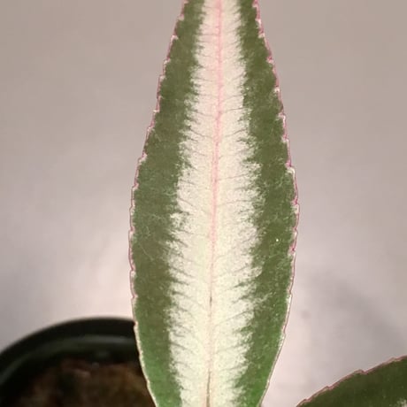 Labisia sp. from Hulu kapuas Kalimantan barat