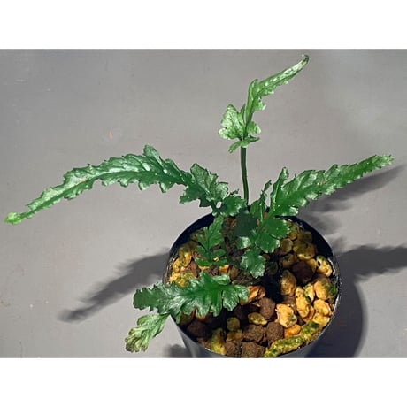 Bolbitis sp. from Siberut [LA]