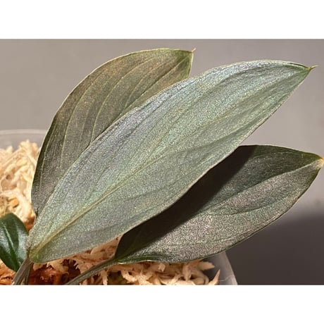 Homalomena sp. "濡烏" from Riau sumatera [LA0518-02]