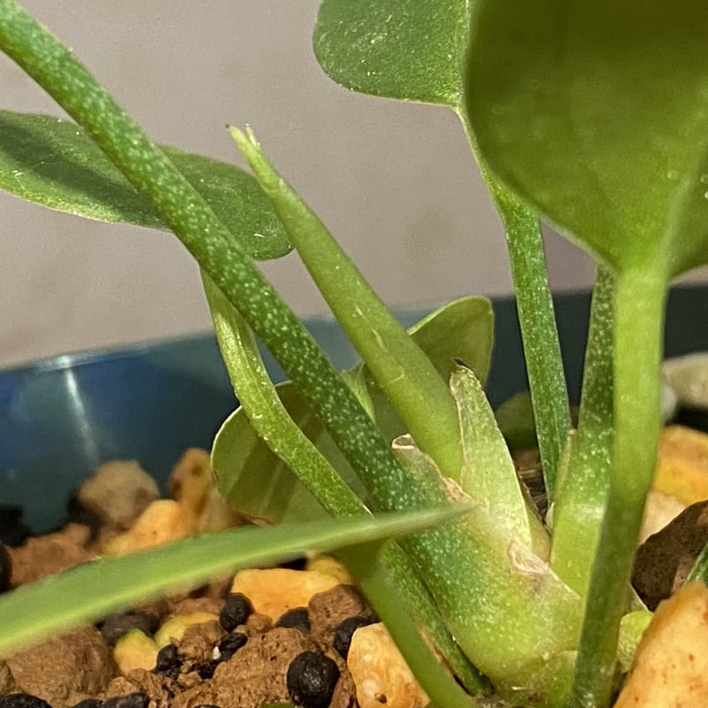 アンスリウム モロナ Anthurium sp. morona アンスリウム モロナ Anthurium sp. morona Anthurium sp. 