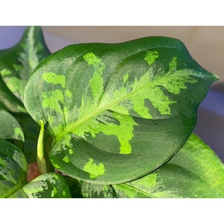 Aglaonema pictum"法皇緑"from Sumatera Barat [AZ0512-X]