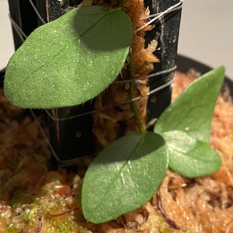 Ficus sp. from Murung raya [LA0515-05]