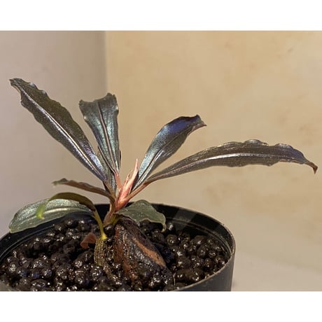Bucephalandra sp. "Black Widow"