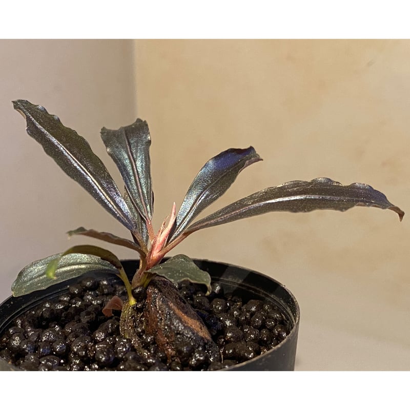 ブセファランドラ Bucephalandra sp.Mukok black ブセファランドラ】 Bucephalandra sp. Mukok Black 1株