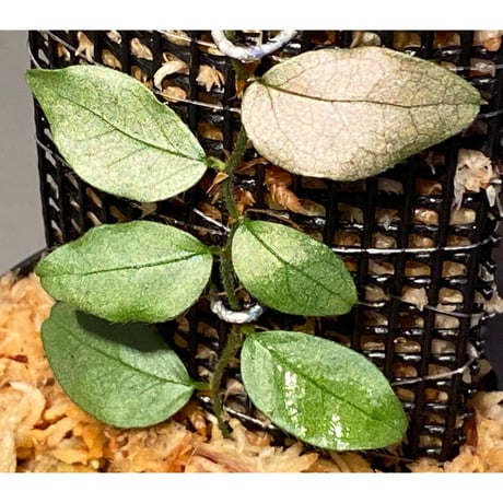 Ficus sp. "Muara wahau" white Kalimantan timur [TB]