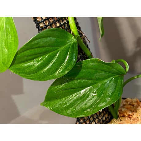 Philodendron sp. from Iquitos Peru [tanakay]