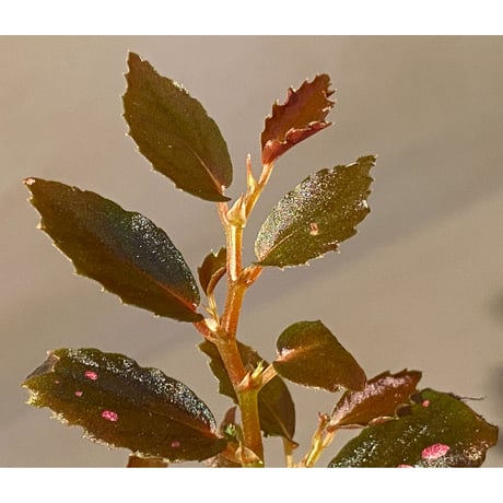 Begonia sp. from Julau [R1214-01b]