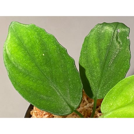 Homalomena sp. from Sibolga Utara [HW0818-06j]