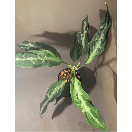 Aglaonema pictum A from Aceh sumatera [LA1115-03 i] ②
