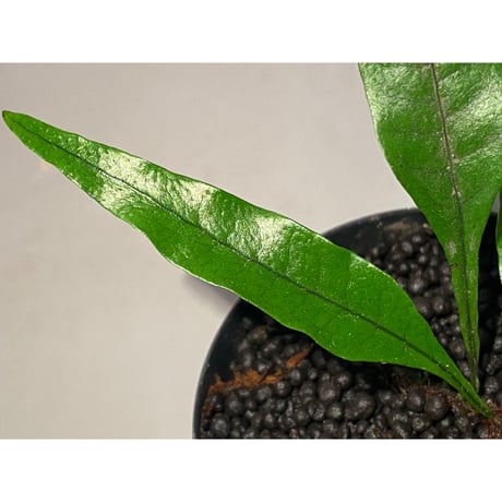 Microsorium sp. from Trat Thailand