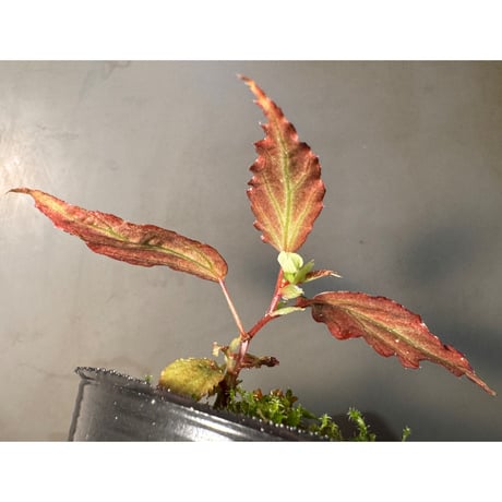 Begonia sp. from Kapuas hulu