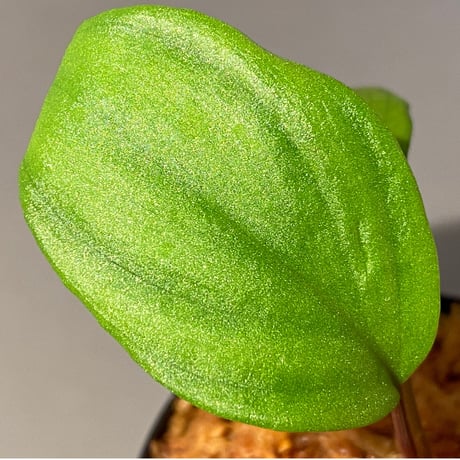 Homalomena sp. 赤A from Sepuluh Koto [TK061117-wf1] KZT