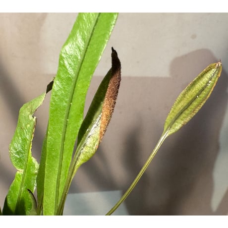 Elaphoglossum eximium [ECUAGENERA]