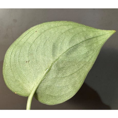 Scindapsus pictus "Mahakam hulu" Kalimantan timur [TB]