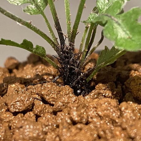 Blechnum obtusatum var. obtusatum from New Caledonia (固有種)