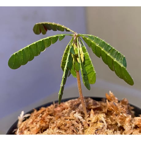 Biophytum cf. sensitivum [LA]