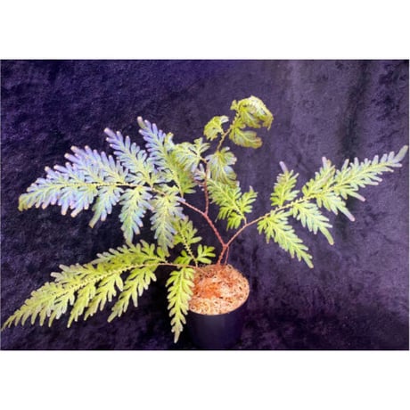 Selaginella willdenowii 伊藤蟻植物農園