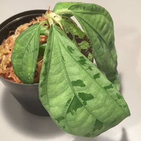 Elatostema sp. from Nopphitam [TK260915]