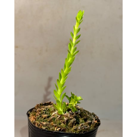 Phlegmariurus phlegmarioides Aimas, Sorong, West Papua 伊藤蟻植物農園
