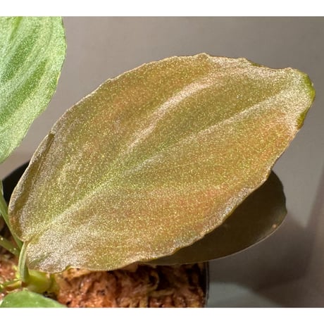 Homalomena sp. from Sarawak Borneo [KSB]